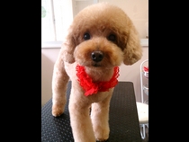 �h�b�O�T�����@�s���A