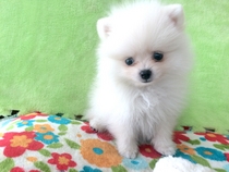 �L����� �y�b�g�T�������R �k��X