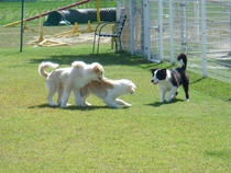 Dog Healing Salon bibi