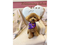 Trimming Salon LINO